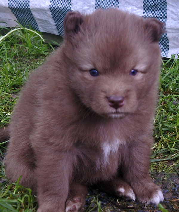 Erakko Lauri