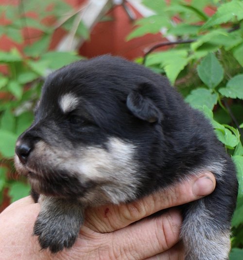 Tassutuvan Kipin�mikko