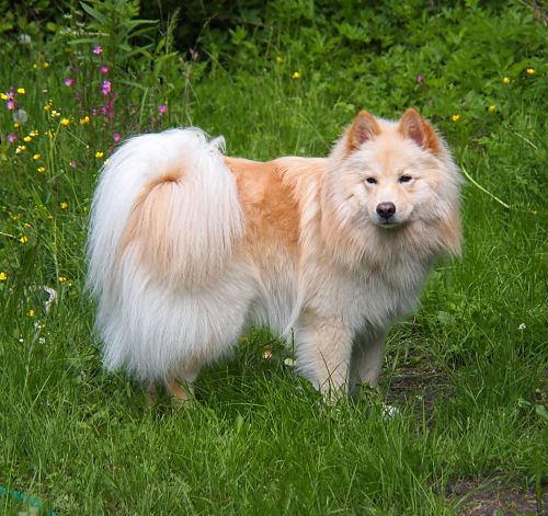 Mattikukkarossa