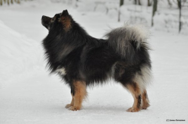 Mosku