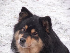 Taru