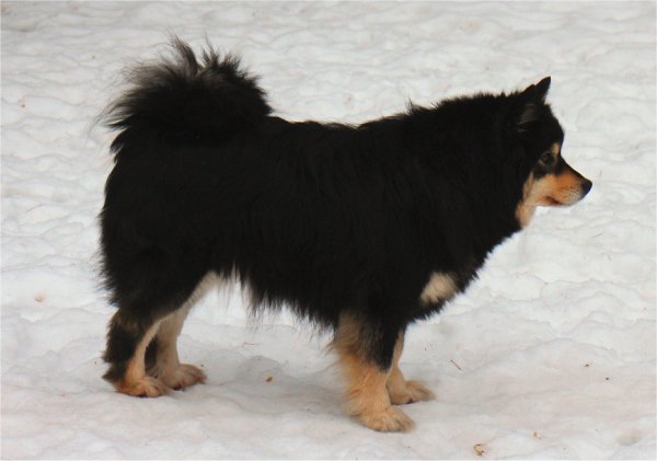 Taru