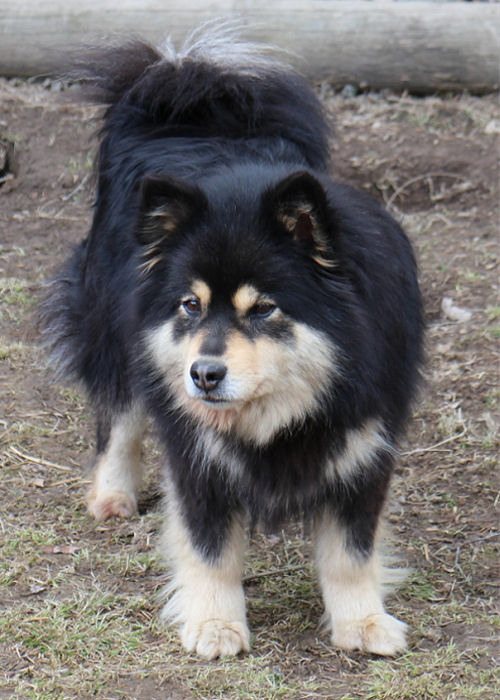 Taru