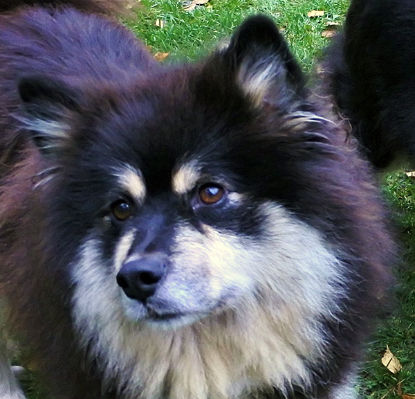 Kerttu
