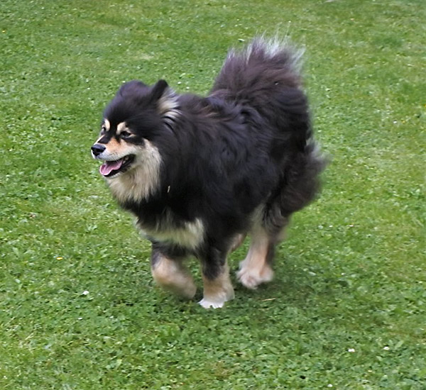 Kerttu