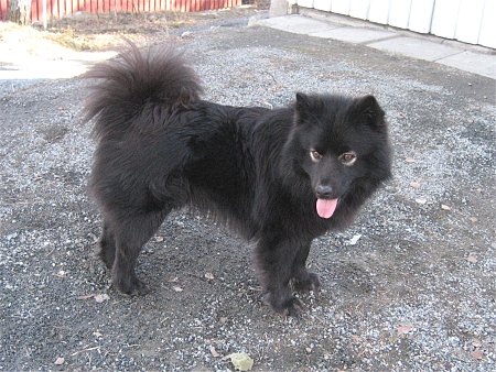 Tassutuvan Aslan