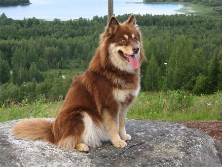 Tassutuvan Aurora