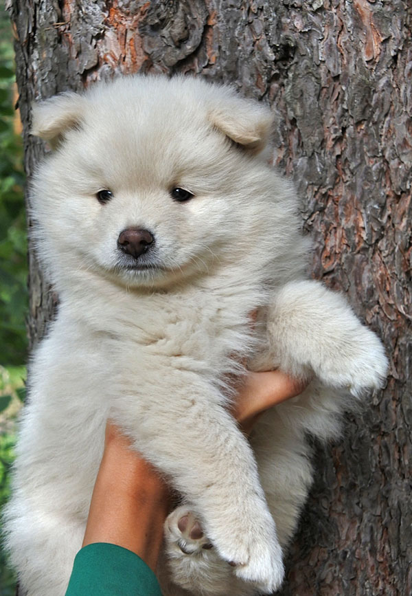 Pikku Eero