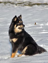 Tassutuvan Kultamussukka