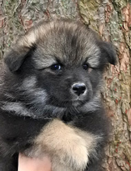 Tassutuvan Muskottikukka