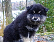 Tassutuvan Neidonkello