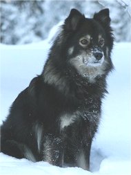Ronja