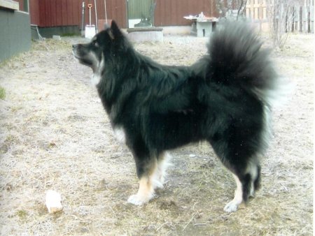 Tassutuvan Kullan-Nuppu