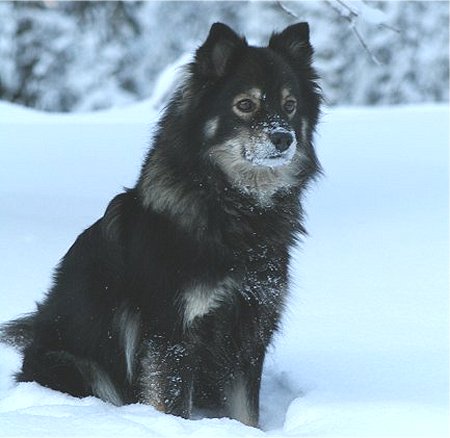 Ronja