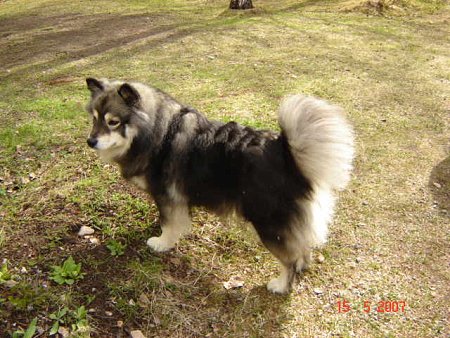 Roosa