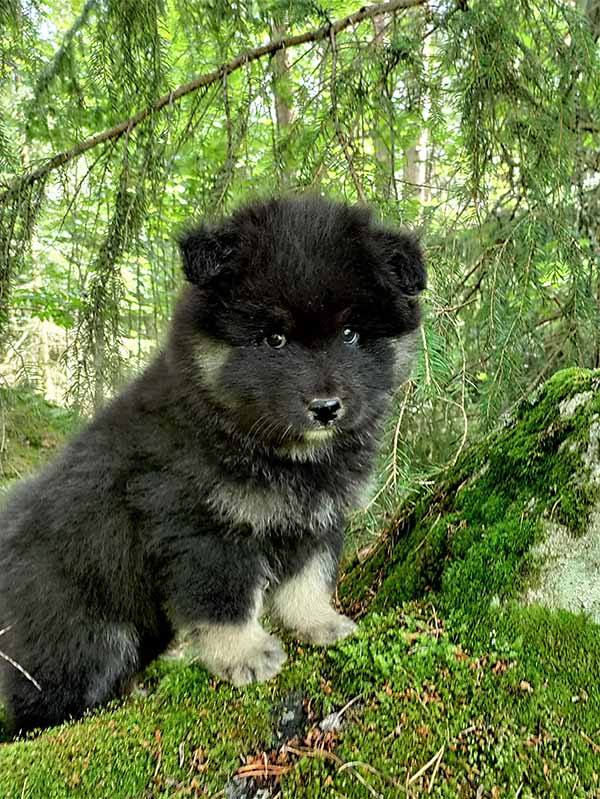 Tassutuvan Kaunis Kielo